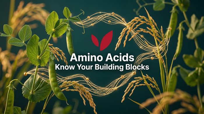 Amino Acids: The Tiny Building Blocks Behind Strength, Wellness and Beauty
